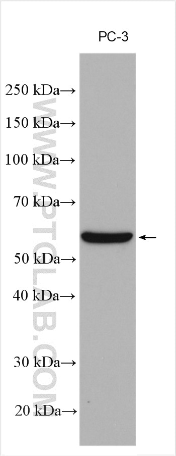 Western Blot (WB) analysis of various lysates using SLC43A1 Polyclonal antibody (10444-1-AP)