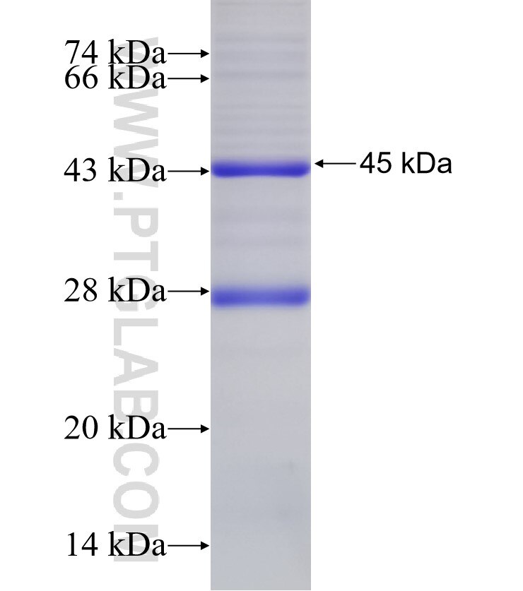 SLC43A1 fusion protein Ag0305 SDS-PAGE