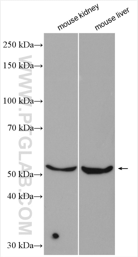 Western Blot (WB) analysis of various lysates using SLC43A2 Polyclonal antibody (30031-1-AP)