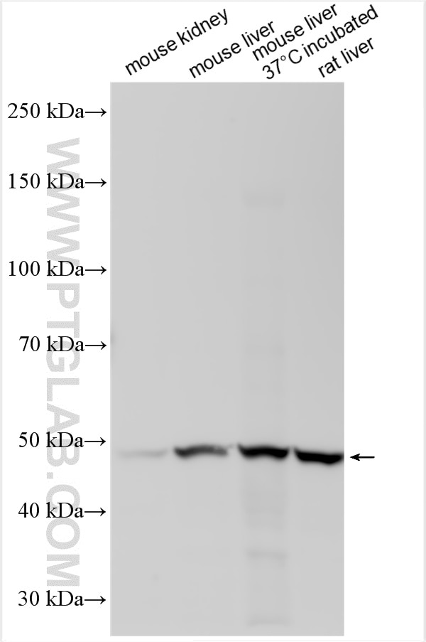 Western Blot (WB) analysis of various lysates using SLC43A2 Polyclonal antibody (30031-1-AP)
