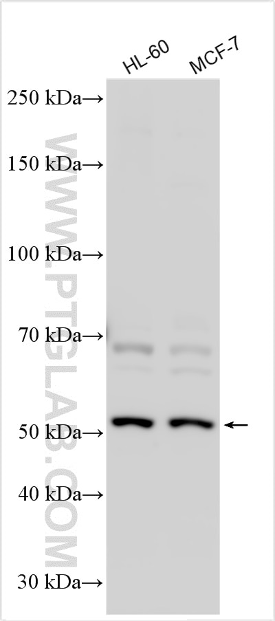Western Blot (WB) analysis of various lysates using SLC43A3 Polyclonal antibody (20131-1-AP)