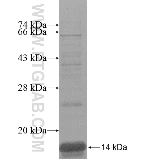 SLC43A3 fusion protein Ag13999 SDS-PAGE