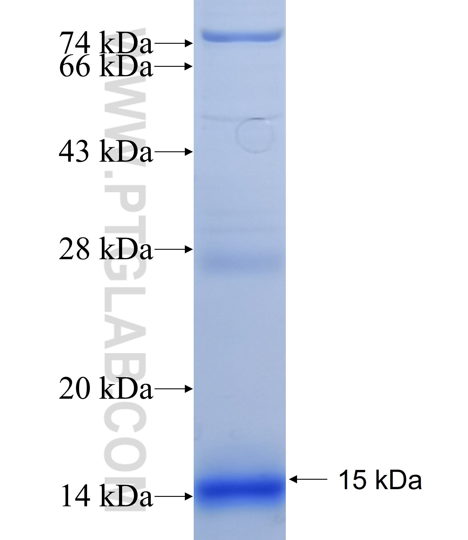 SLC43A3 fusion protein Ag13999 SDS-PAGE