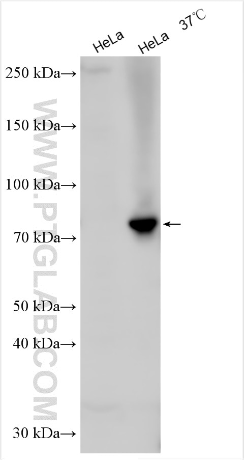 Western Blot (WB) analysis of various lysates using SLC44A1 Polyclonal antibody (14687-1-AP)