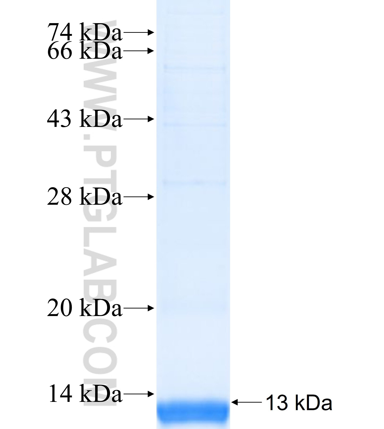 SLC44A1 fusion protein Ag41286 SDS-PAGE