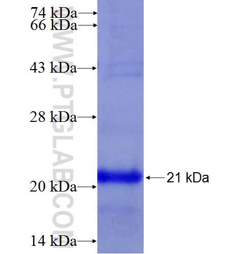 SLC44A1 fusion protein Ag6024 SDS-PAGE
