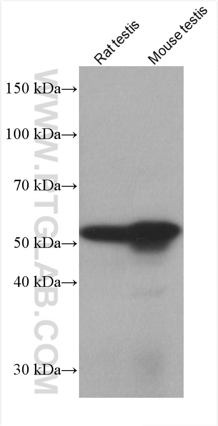 Western Blot (WB) analysis of various lysates using Prostein Monoclonal antibody (60343-1-Ig)