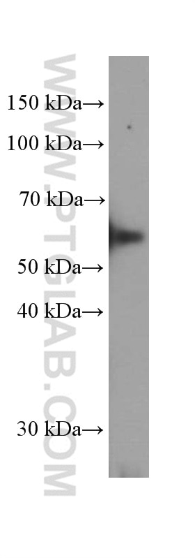 Western Blot (WB) analysis of DU 145 cells using Prostein Monoclonal antibody (60343-1-Ig)