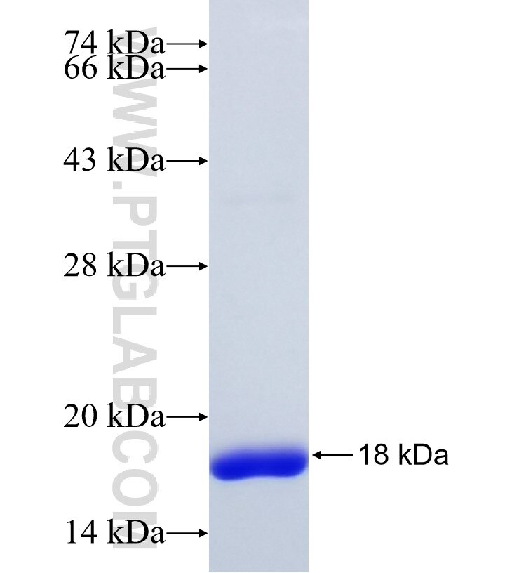 SLC46A1 fusion protein Ag14528 SDS-PAGE