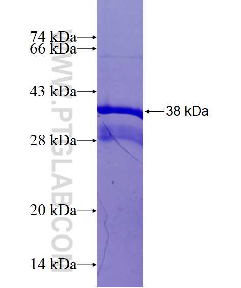 SLC46A1 fusion protein Ag14542 SDS-PAGE