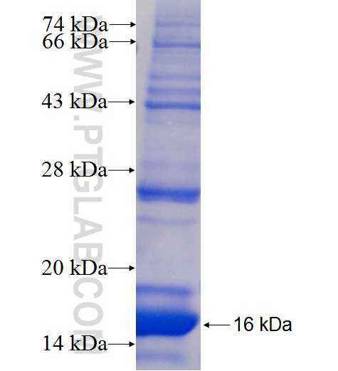 SLC47A2 fusion protein Ag25472 SDS-PAGE