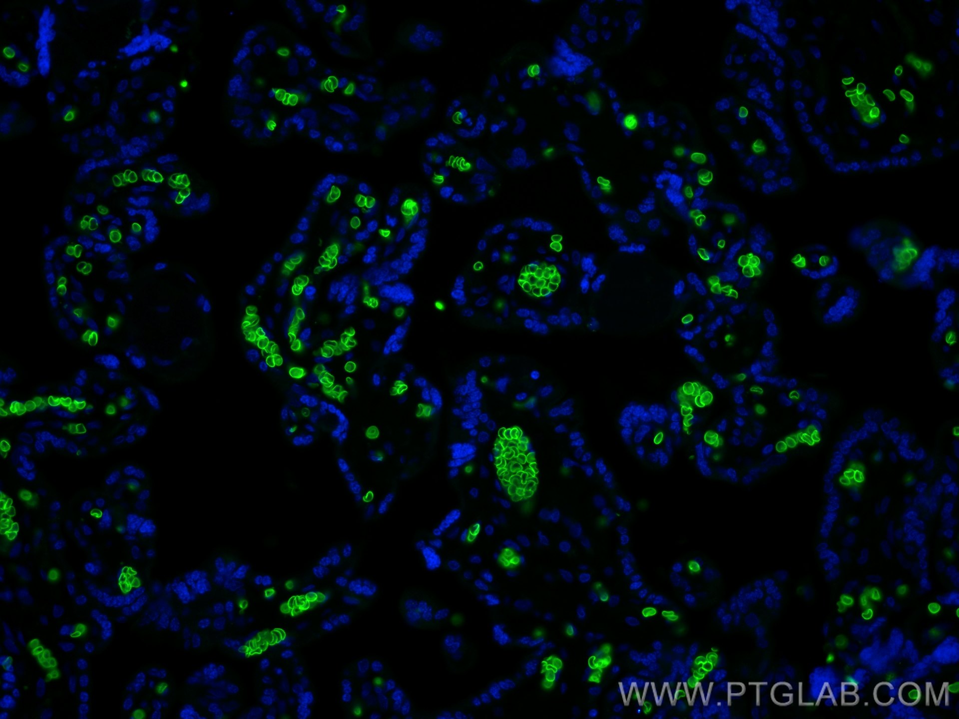 Immunofluorescence (IF) / fluorescent staining of human placenta tissue using Band 3/ AE1 Recombinant antibody (81066-1-RR)