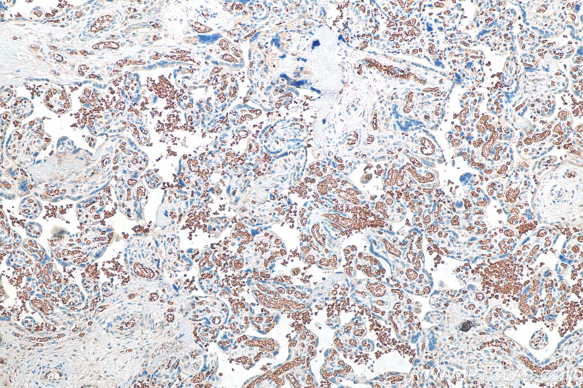 IHC staining of human placenta using 81066-1-RR