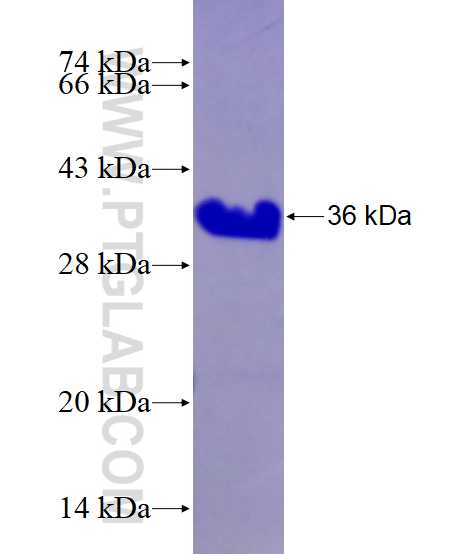 SLC4A1 fusion protein Ag28058 SDS-PAGE