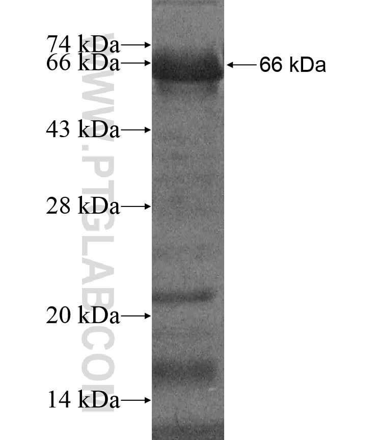 SLC4A1AP fusion protein Ag17042 SDS-PAGE