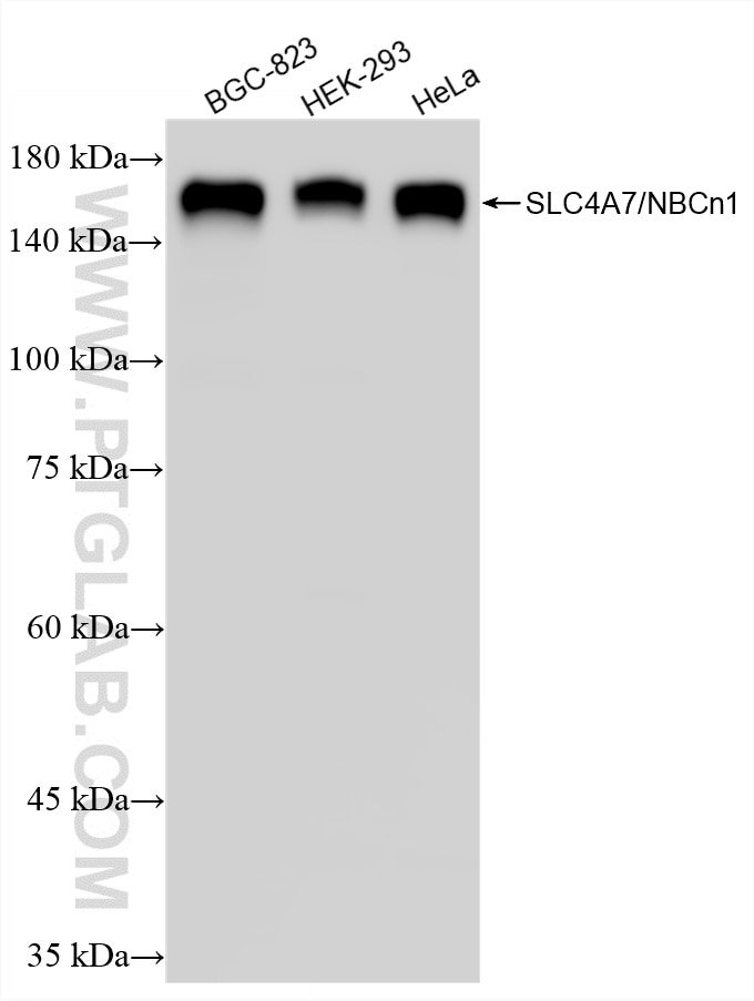 WB analysis using 83676-5-RR (same clone as 83676-5-PBS) Western Blot (WB) analysis of various lysates using SLC4A7/NBCn1 Recombinant monoclonal antibody (83676-5-RR)