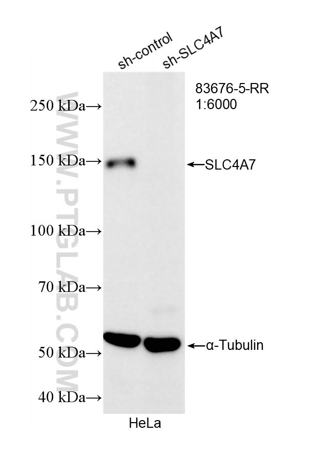 WB analysis of HeLa using 83676-5-RR (same clone as 83676-5-PBS) Western Blot (WB) analysis of HeLa cells using SLC4A7/NBCn1 Recombinant monoclonal antibody (83676-5-RR)