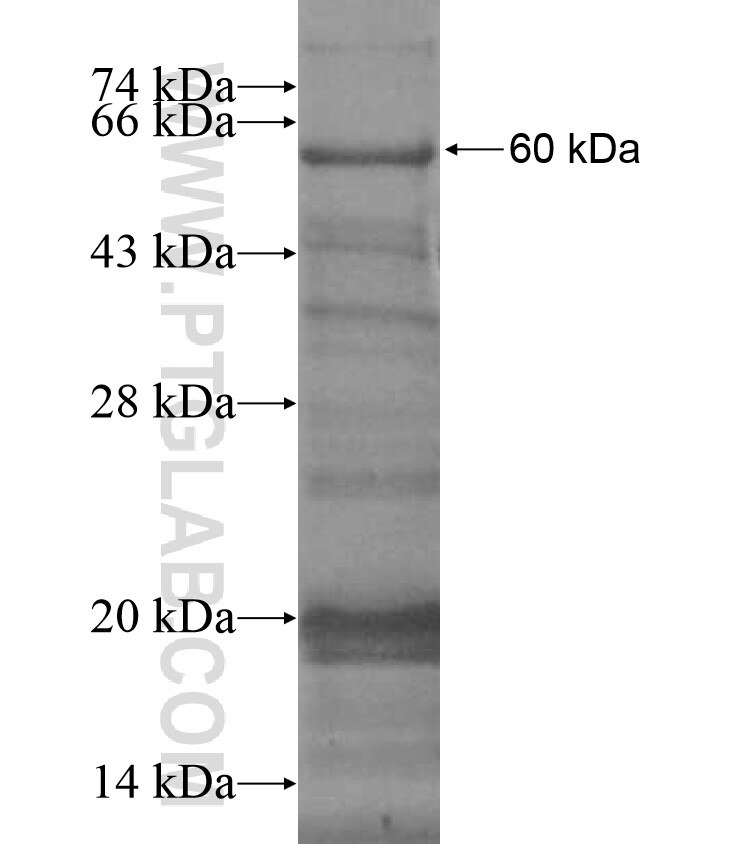 SLC4A8 fusion protein Ag17416 SDS-PAGE