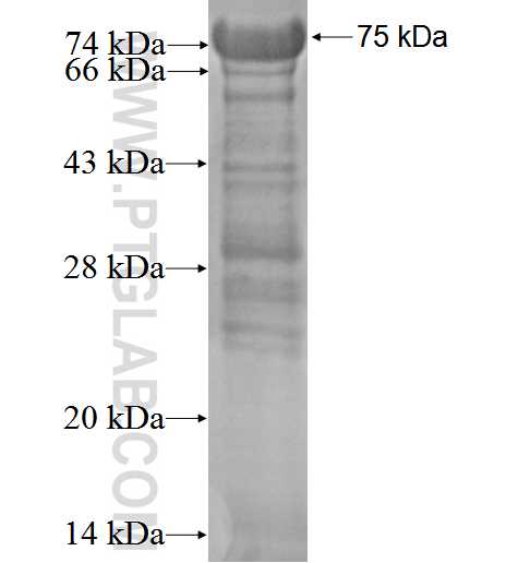 SLC4A8 fusion protein Ag3227 SDS-PAGE