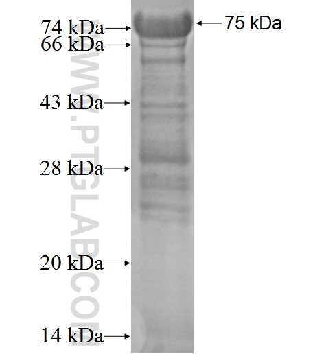 SLC4A8 fusion protein Ag3227 SDS-PAGE