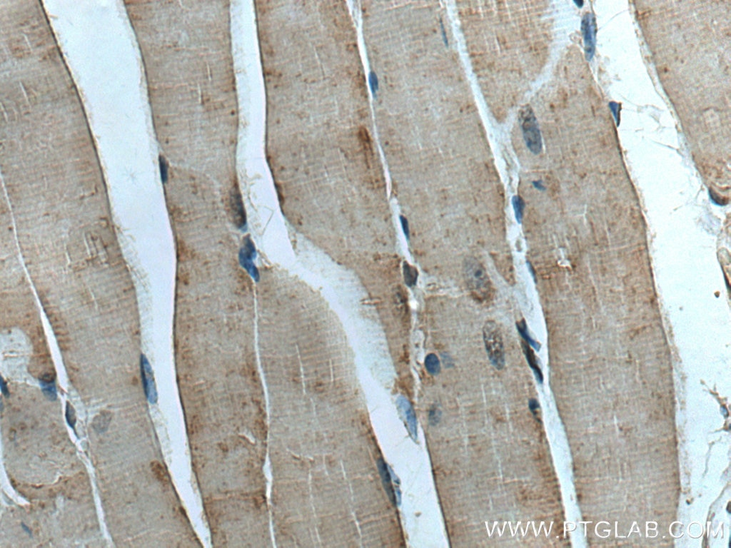 Immunohistochemistry (IHC) staining of mouse skeletal muscle tissue using SLC5A11 Polyclonal antibody (14089-1-AP)