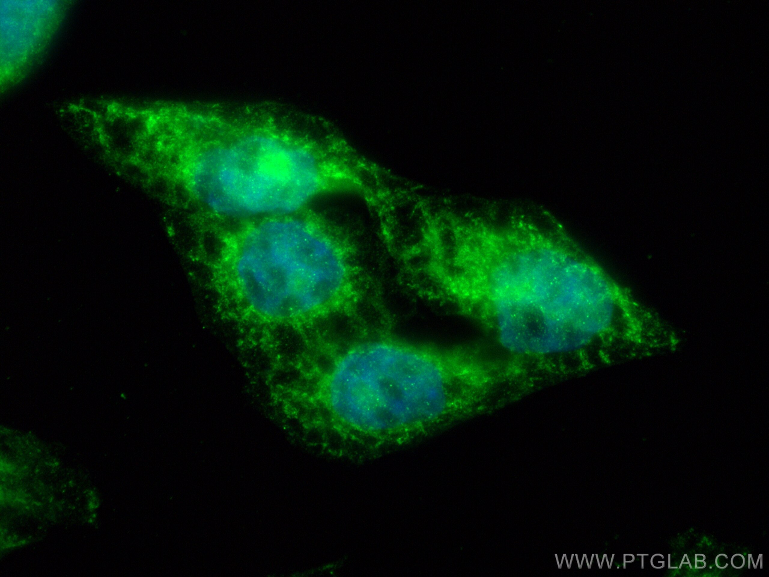 Immunofluorescence (IF) / fluorescent staining of HepG2 cells using SLC5A11 Polyclonal antibody (28648-1-AP)
