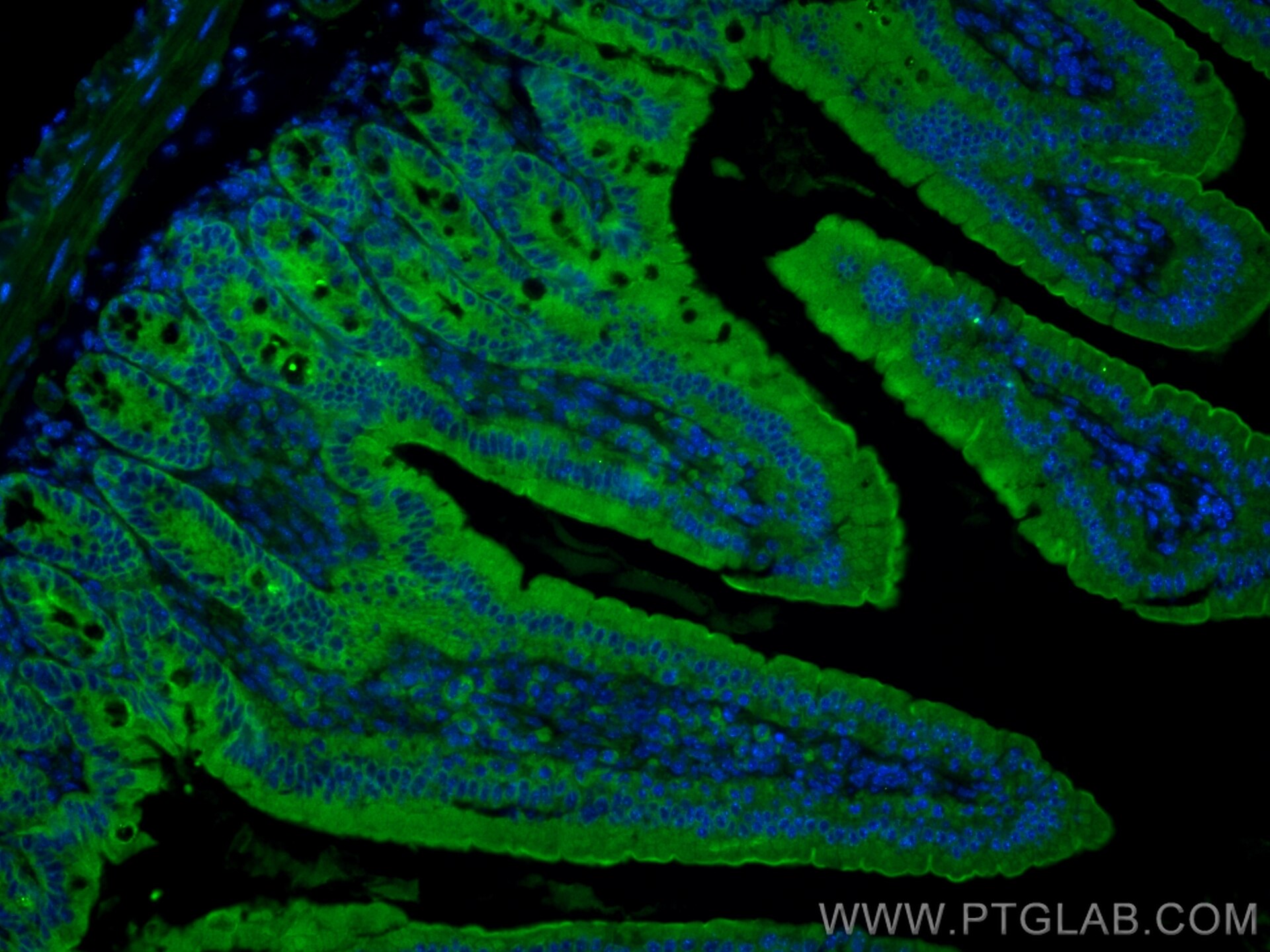 Immunofluorescence (IF) / fluorescent staining of mouse small intestine tissue using SLC5A11 Polyclonal antibody (28648-1-AP)