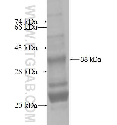 SLC5A11 fusion protein Ag5220 SDS-PAGE