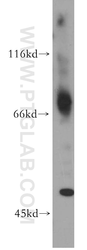 Western Blot (WB) analysis of mouse kidney tissue using SLC5A3 Polyclonal antibody (21628-1-AP)