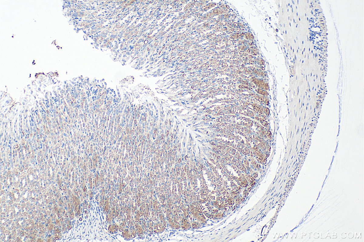 Immunohistochemical analysis of paraffin-embedded mouse stomach tissue slide using 24324-1-AP (Sodium iodide symporter antibody) at dilution of 1:1000 (under 10x lens). Heat mediated antigen retrieval with Tris-EDTA buffer (pH 9.0). Immunohistochemistry (IHC) staining of mouse stomach tissue using Sodium iodide symporter Polyclonal antibody (24324-1-AP)