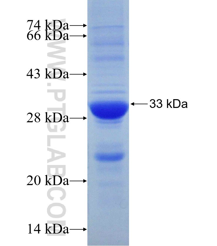 SLC5A8 fusion protein Ag30183 SDS-PAGE