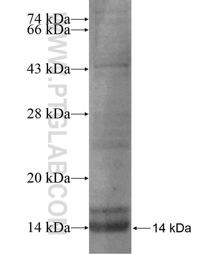 SLC5A8 fusion protein Ag17276 SDS-PAGE