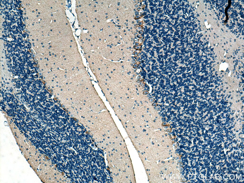 Immunohistochemistry (IHC) staining of mouse cerebellum tissue using GAT1 Polyclonal antibody (28488-1-AP)