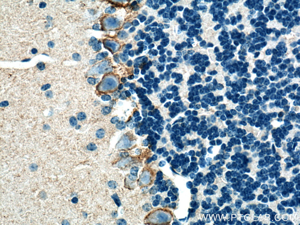 Immunohistochemistry (IHC) staining of mouse cerebellum tissue using GAT1 Polyclonal antibody (28488-1-AP)