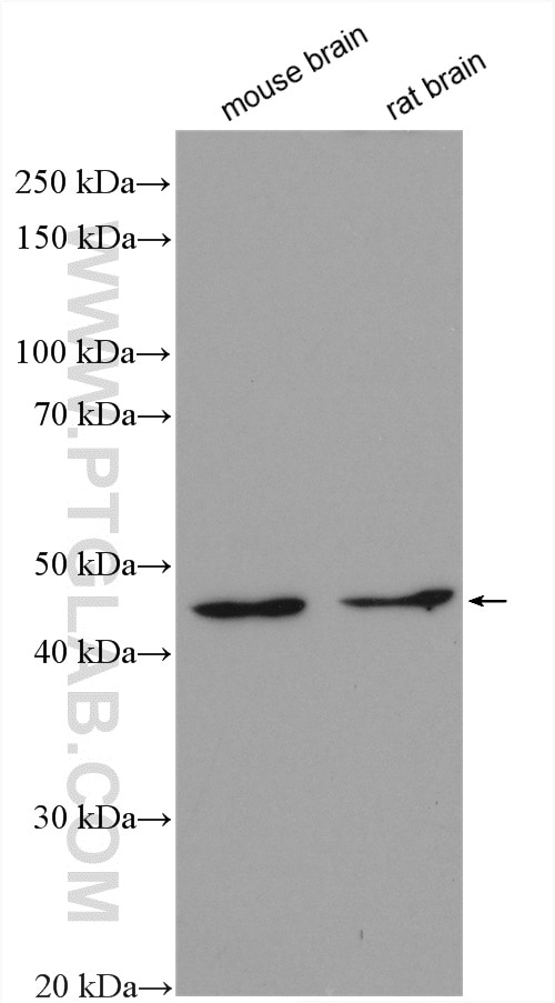 Western Blot (WB) analysis of various lysates using GAT1 Polyclonal antibody (28488-1-AP)