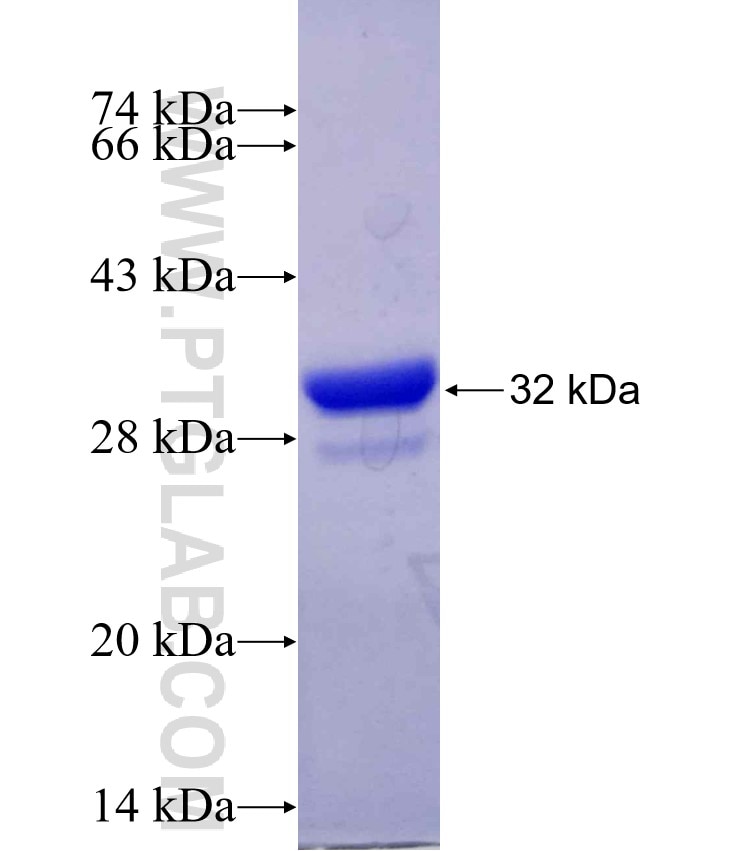 SLC6A1 fusion protein Ag29712 SDS-PAGE