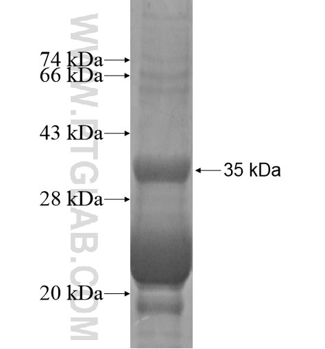 SLC6A1 fusion protein Ag14109 SDS-PAGE