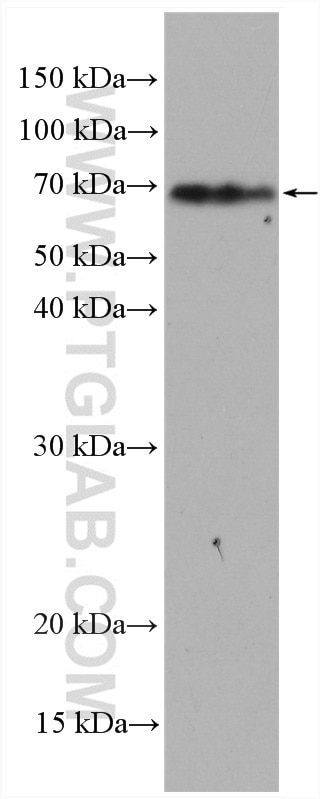 Western Blot (WB) analysis of mouse cerebellum tissue using SLC6A11 Polyclonal antibody (13920-1-AP)