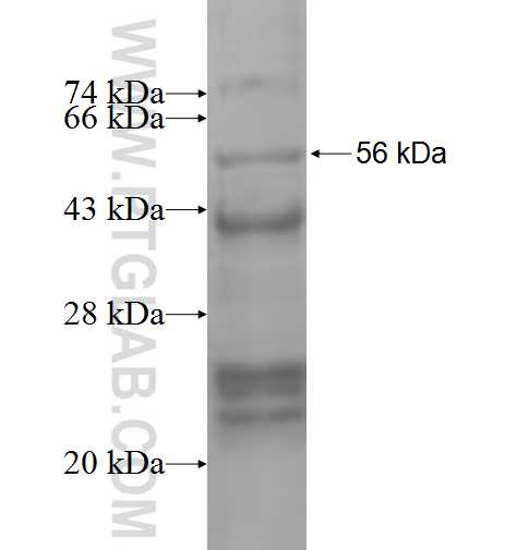 SLC6A13 fusion protein Ag3006 SDS-PAGE