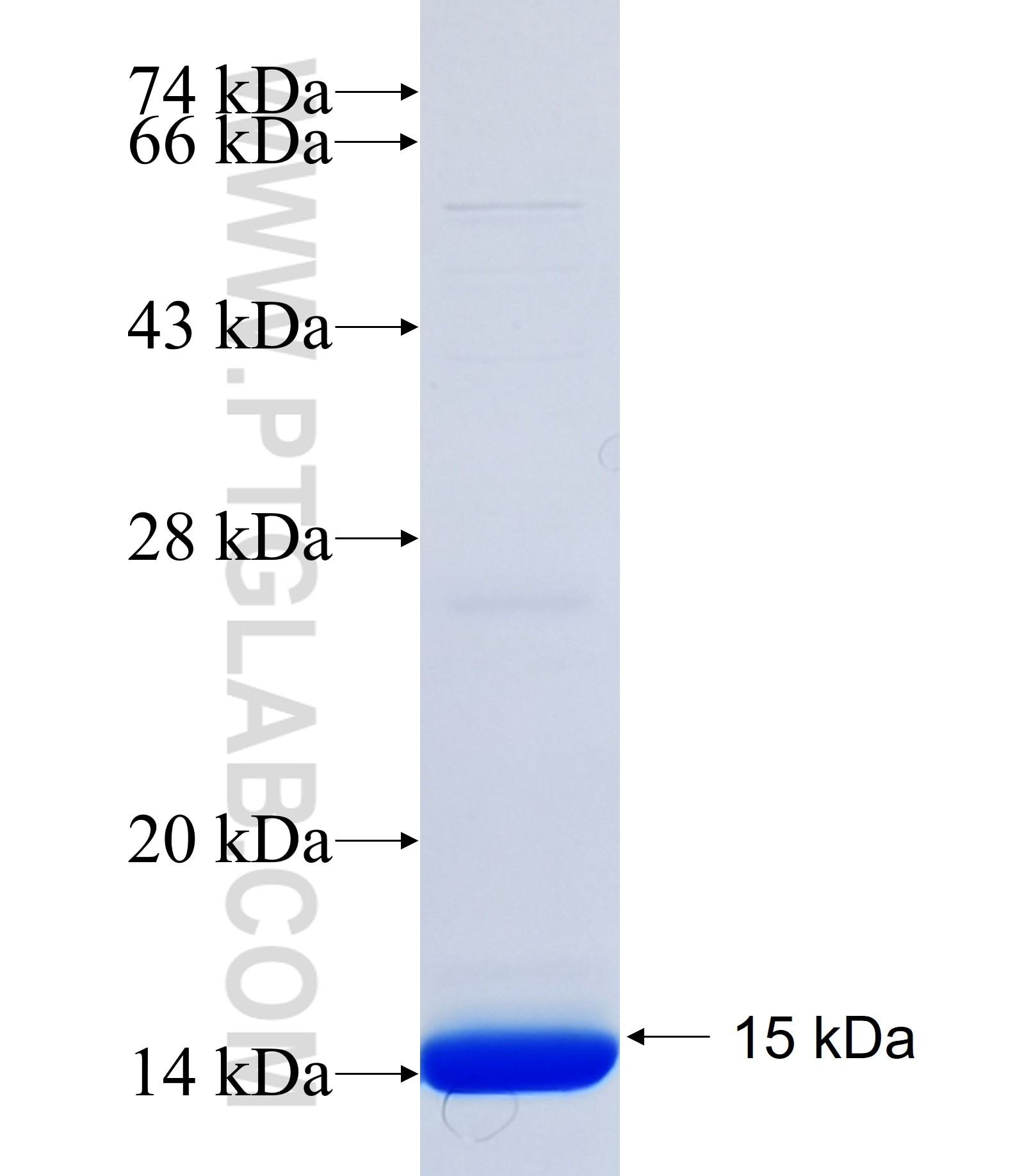 SLC6A16 fusion protein Ag34333 SDS-PAGE