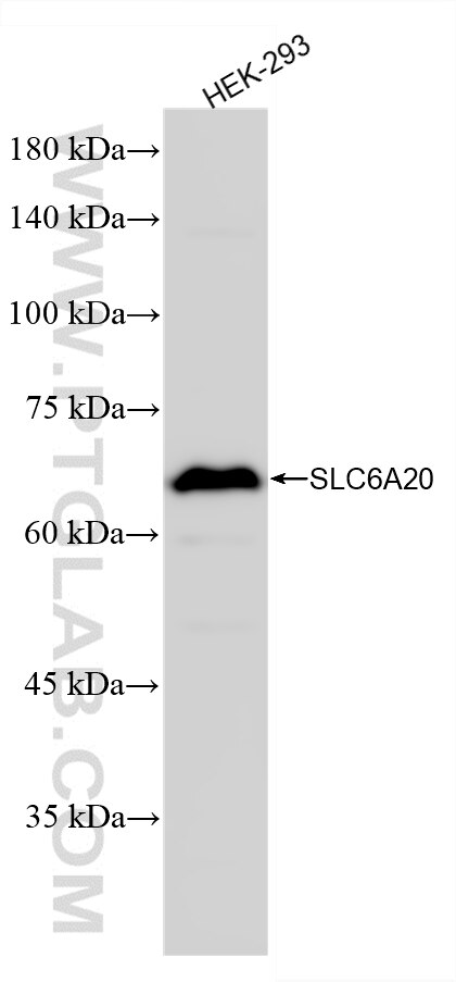 Western Blot (WB) analysis of HEK-293 cells using SLC6A20 Recombinant monoclonal antibody (87227-1-RR)