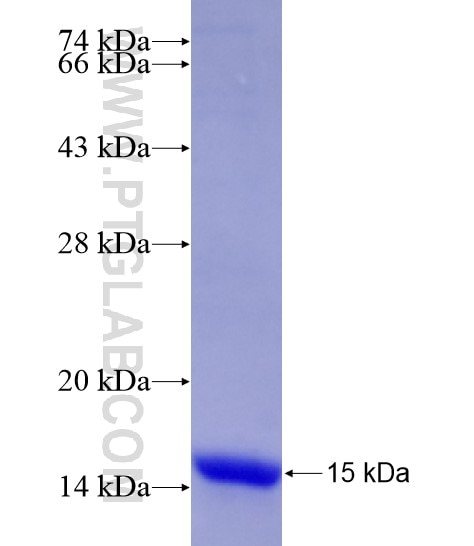 SLC6A3 fusion protein Ag19814 SDS-PAGE