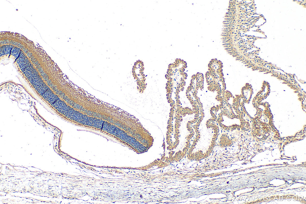 Immunohistochemistry (IHC) staining of rat eye tissue using SLC6A6/TAUT Polyclonal antibody (26725-1-AP)