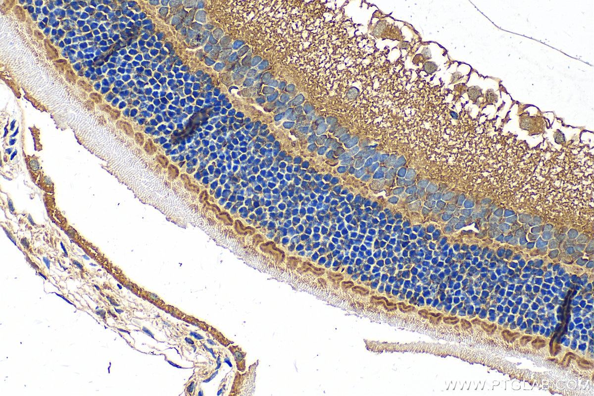 Immunohistochemistry (IHC) staining of rat eye tissue using SLC6A6/TAUT Polyclonal antibody (26725-1-AP)