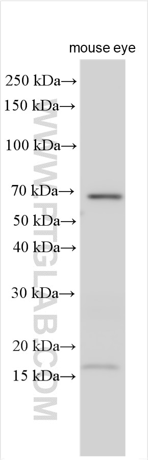 Western Blot (WB) analysis of various lysates using SLC6A6/TAUT Polyclonal antibody (26725-1-AP)