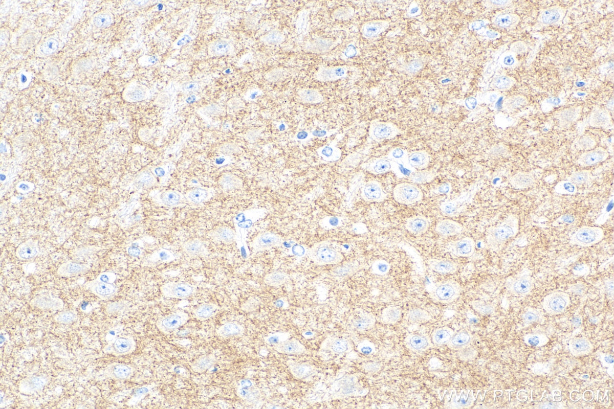 Immunohistochemistry (IHC) staining of mouse brain tissue using SLC6A7 Recombinant antibody (83412-4-RR)