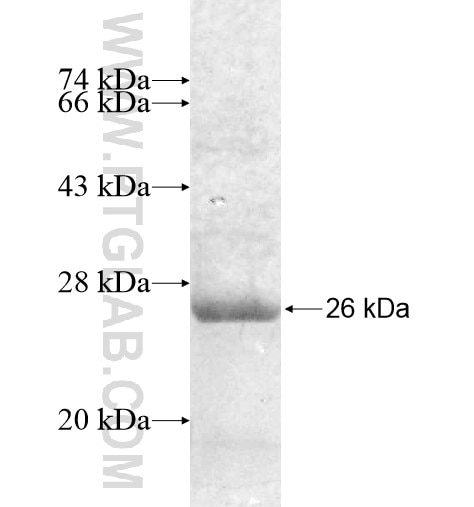 SLC6A7 fusion protein Ag12763 SDS-PAGE