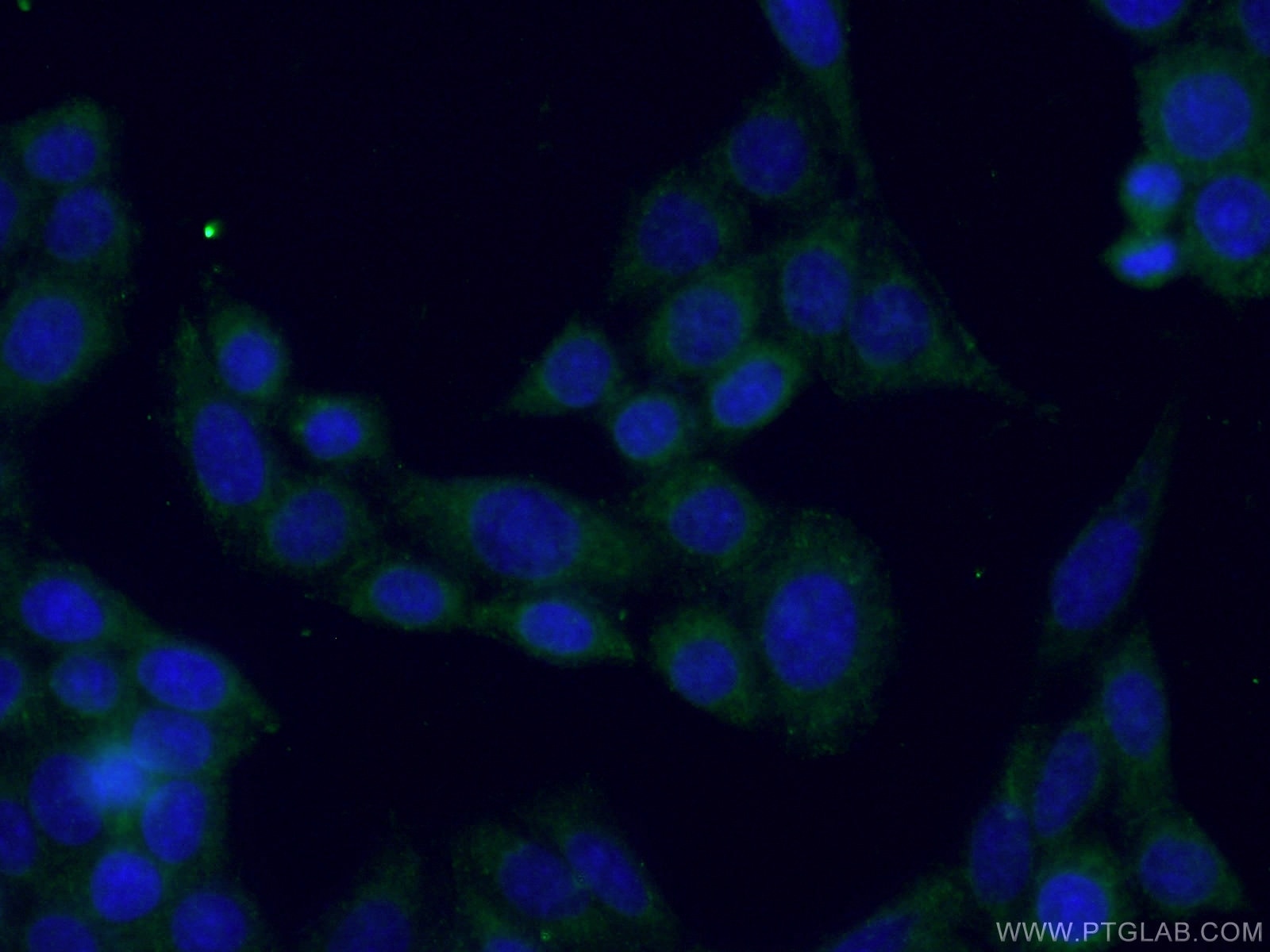 Immunofluorescence (IF) / fluorescent staining of PC-3 cells using SLC6A8 Polyclonal antibody (20299-1-AP)