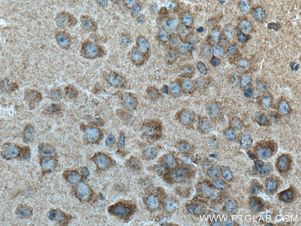 IHC staining of mouse brain using 20299-1-AP