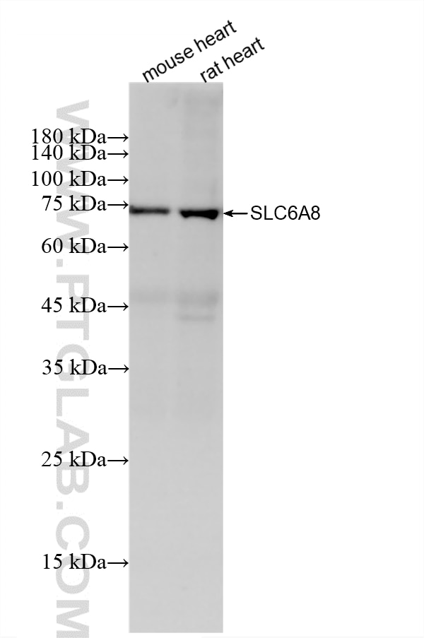 WB analysis using 88049-1-RR Western Blot (WB) analysis of various lysates using SLC6A8 Recombinant monoclonal antibody (88049-1-RR)